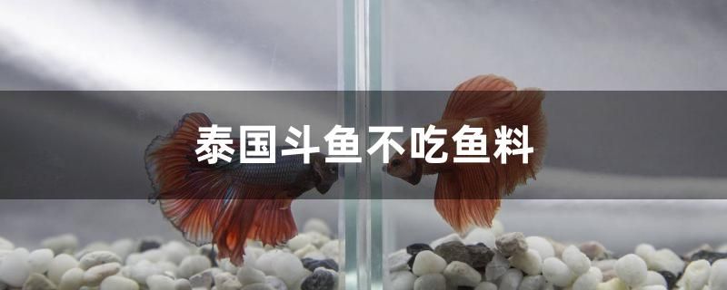 泰国斗鱼不吃鱼料