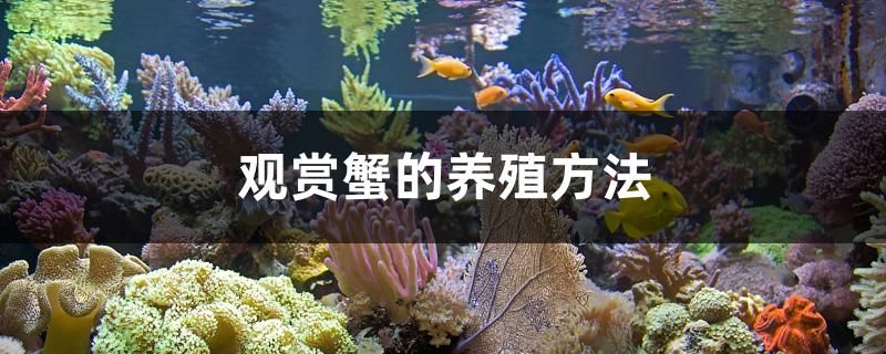 观赏蟹的养殖方法