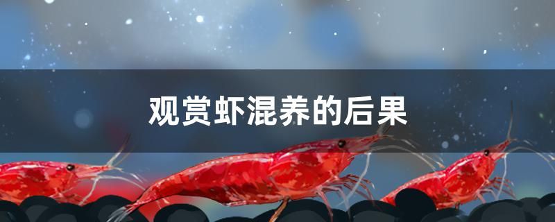 观赏虾混养的后果是什么 黄金河虎鱼