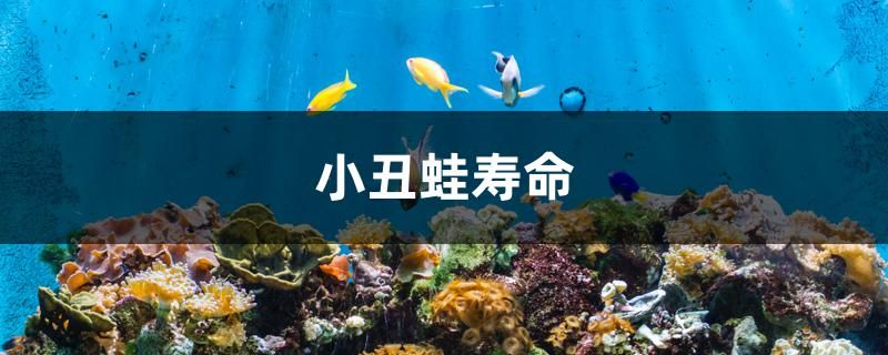 小丑蛙寿命