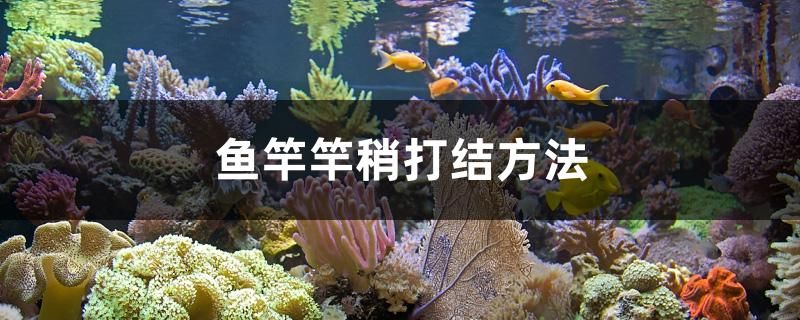 鱼竿竿稍打结方法 水族维护服务（上门）