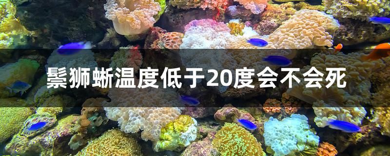 鬃狮蜥温度低于20度会不会死