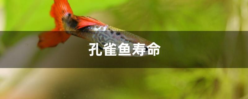 红龙鱼发色一定要用灯照吗（红龙鱼发色用什么灯） 祥龙水族护理水