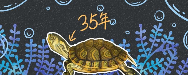 黄耳龟的寿命判断黄耳龟是否成年的方法