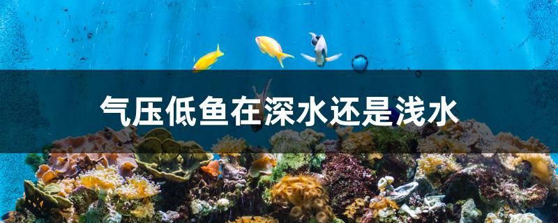 气压低鱼在深水还是浅水 梦幻雷龙鱼