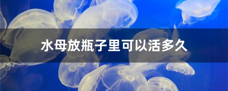 水母放瓶子里可以活多久 锦鲤鱼