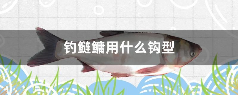 钓鲢鳙用什么钩型 祥龙水族护理水