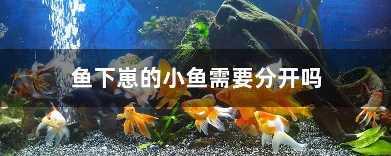 鱼下崽的小鱼需要分开吗 斑马鸭嘴鱼