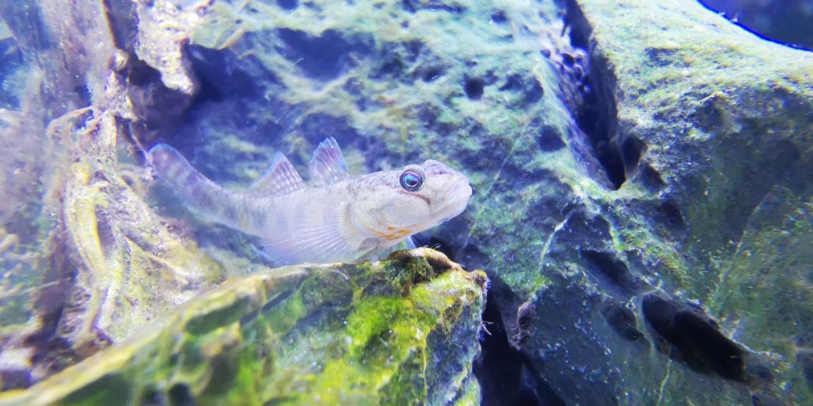 羞怯的乌龟和虎虎的虾虎 观赏鱼论坛 第1张