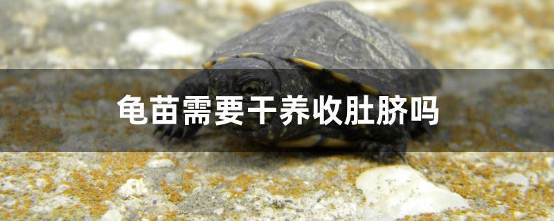 龟苗需要干养收肚脐吗 其他益生菌