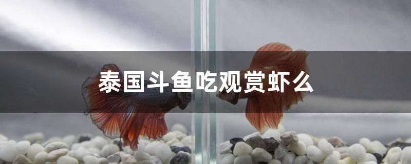 泰国斗鱼吃观赏虾么 水族品牌