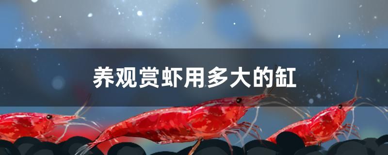 养观赏虾用多大的缸