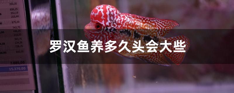 罗汉鱼养多久头会大些 水族展会