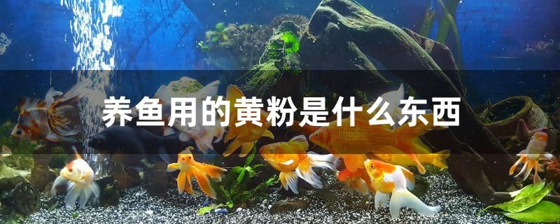 阜阳鱼缸专卖店在哪里啊最近地址 阜阳鱼缸专卖店在哪里啊最近地址 成吉思汗鲨（球鲨）鱼 第2张