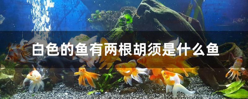 白色的鱼有两根胡须是什么鱼 飞凤鱼苗