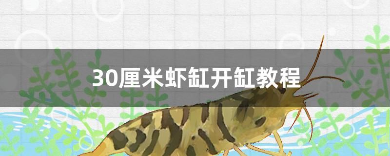 30厘米虾缸开缸教程 广州水族批发市场