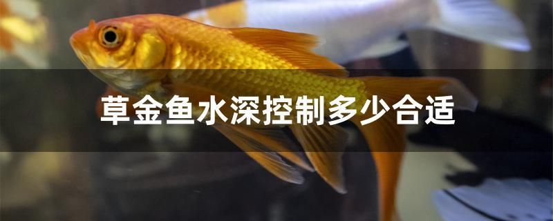 草金鱼水深控制多少合适 祥龙传奇品牌鱼缸