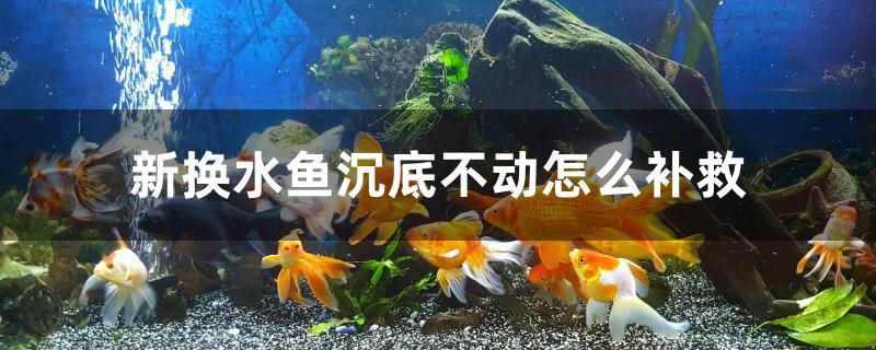 新换水鱼沉底不动怎么补救