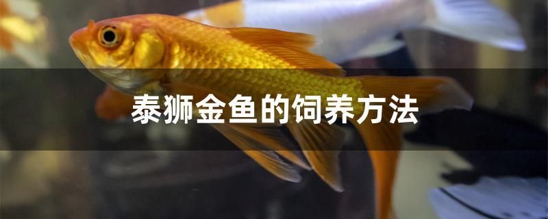 泰狮金鱼的饲养方法 羽毛刀鱼苗