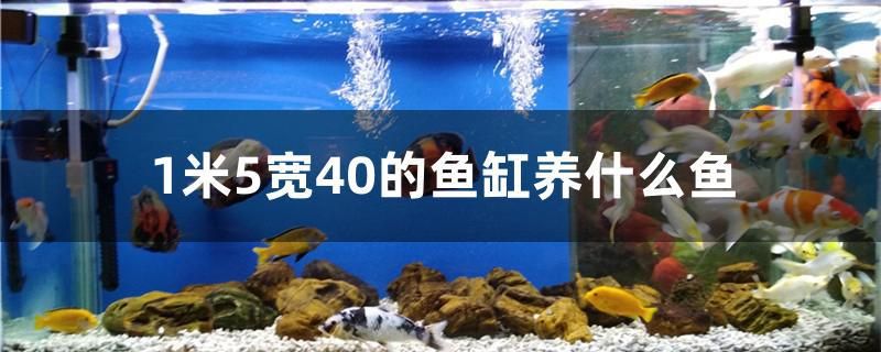 1米5宽40的鱼缸养什么鱼 白子银龙苗（黄化银龙苗）