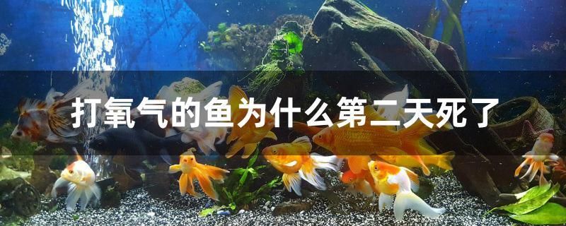 打氧气的鱼为什么第二天死了 古典过背金龙鱼