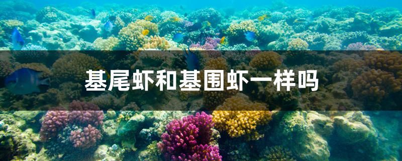 永城金龙鱼总代理 郸城金龙鱼总代理 印尼大湖渔场产业联盟