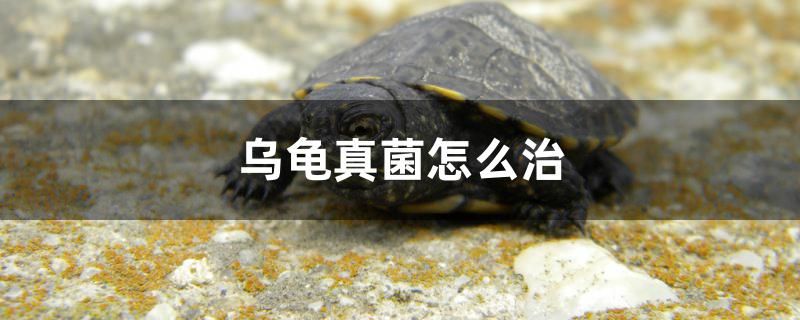 乌龟真菌怎么治