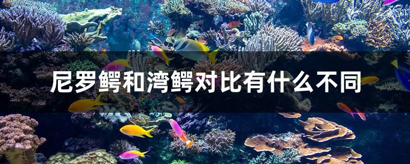 尼罗鳄和湾鳄对比有什么不同 红龙鱼鱼粮饲料