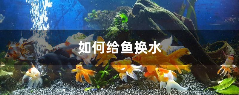 如何给鱼换水 广州观赏鱼鱼苗批发市场