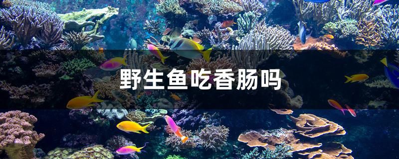 野生鱼吃香肠吗 玫瑰银版鱼