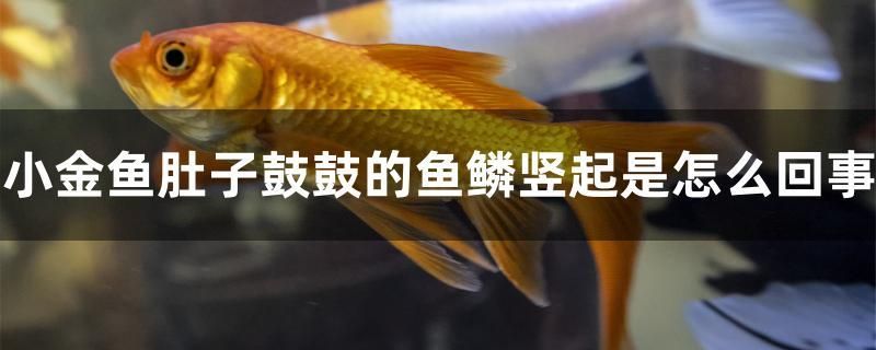 小金鱼肚子鼓鼓的鱼鳞竖起是怎么回事 野生埃及神仙鱼