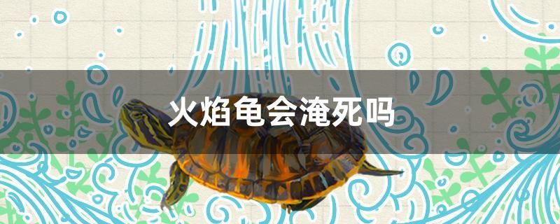 火焰龟会淹死吗