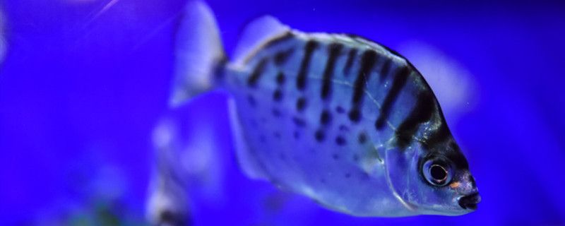 鱼会对主人产生感情吗鱼到底有没有感情 观赏鱼水族批发市场