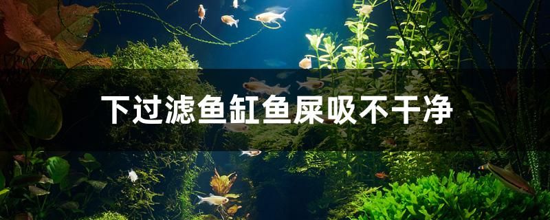 下过滤鱼缸鱼屎吸不干净 黑桃A鱼苗