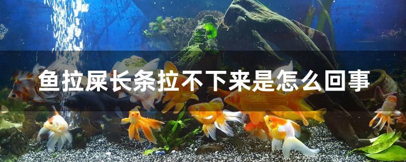 鱼拉屎长条拉不下来是怎么回事 鱼缸风水