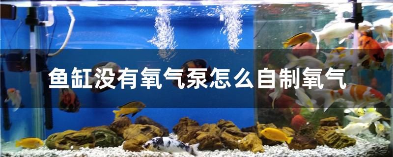 鱼缸没有氧气泵怎么自制氧气 青龙鱼