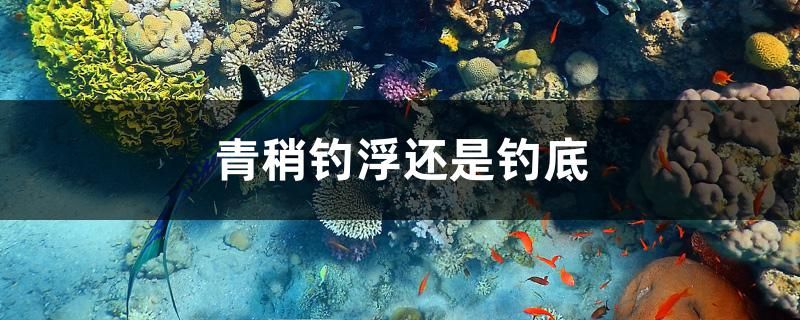 青稍钓浮还是钓底 南美异型鱼