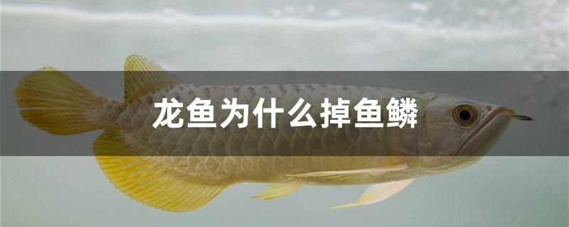 龙鱼为什么掉鱼鳞 飞凤鱼