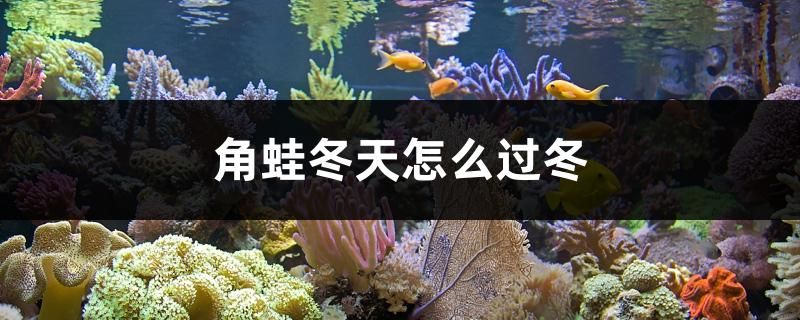 角蛙冬天怎么过冬