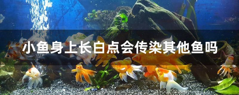 小鱼身上长白点会传染其他鱼吗 黑桃A鱼