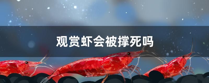 观赏虾会被撑死吗