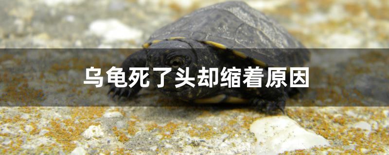 乌龟死了头却缩着原因是什么 撒旦鸭嘴鱼