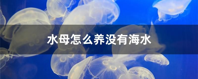 水母怎么养没有海水 红眼黄化幽灵火箭鱼|皇家火箭鱼