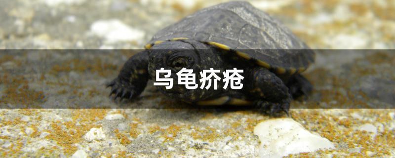 乌龟疥疮怎么治