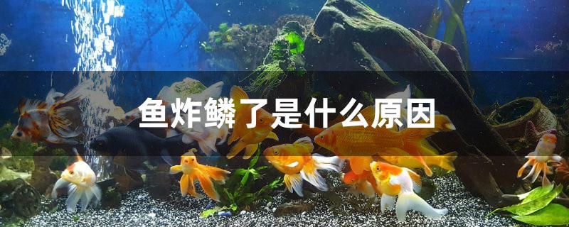 鱼炸鳞了是什么原因