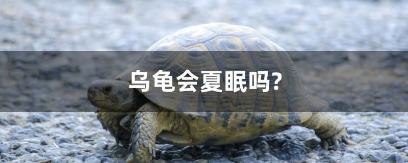 乌龟会夏眠吗？ 巴西亚鱼