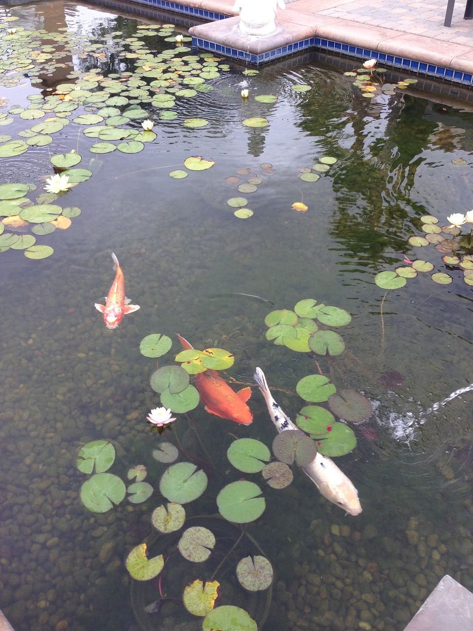 大鱼缸怎样清洗缸底污垢（大鱼缸如何清洗） 鱼缸等水族设备 第1张