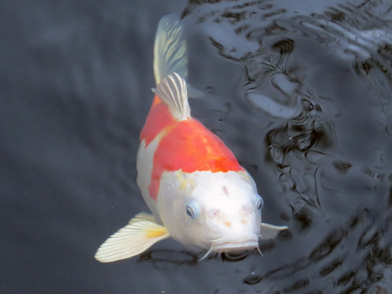 大鱼缸怎样清洗缸底污垢（大鱼缸如何清洗） 鱼缸等水族设备 第2张