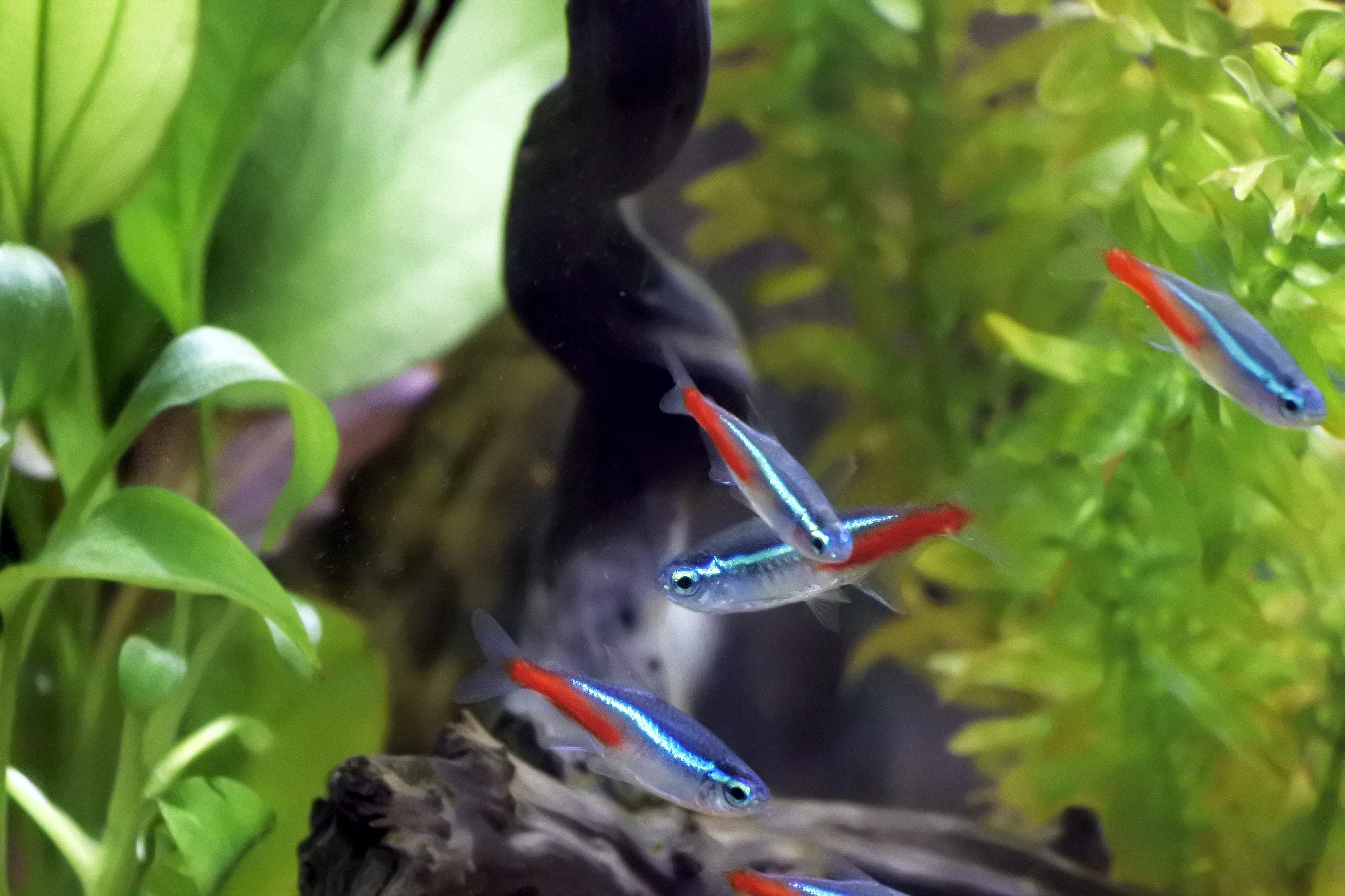 鱼缸水族箱小型家用多少升的好（家用水族箱多大合适） 红龙鱼鱼粮饲料 第2张