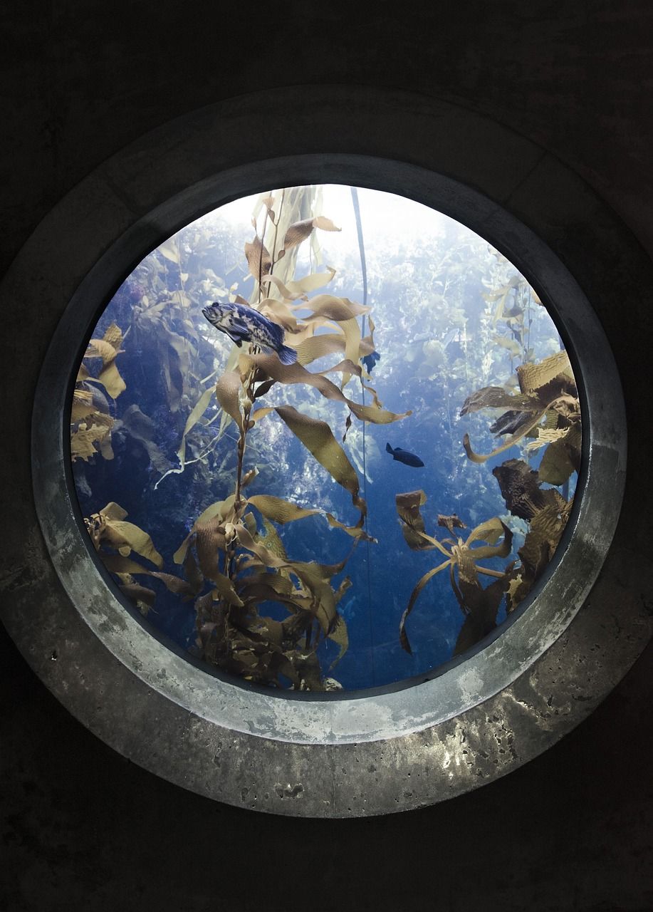 海口鱼缸定制店地址在哪里呀（海口市定制鱼缸） 水族维护服务（上门） 第2张